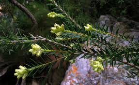 Image result for Penaeaceae