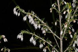 Image result for Indigofera ischnoclada