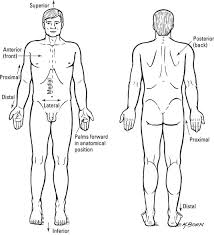 B, illustration of the legs in. Standard Anatomical Position Dummies
