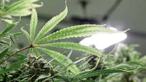 The only possible downside of these lights for growing weed is their sound. How To Choose Cfl Lights For Your Home Grow Weedmaps