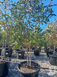 Image result for Hakea laurina