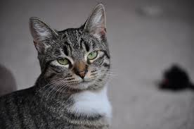 Quincy Animal Rescue Cats And Kittens Animals