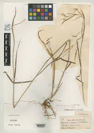 Image result for Hyparrhenia gazensis