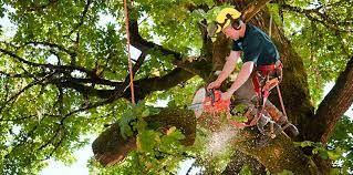 Tree Services The Benefits Of Tree Planting Tree Trimming Service Tree Service Tree Removal Service