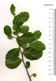 Image result for Quillaja saponaria