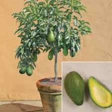 How To Grow Avocado In A Pot Pflanzen Garten Pflanzen Garten