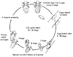 Image result for lice life cycle