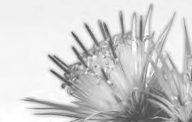 Image result for Pandiaka welwitschii