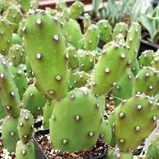 Image result for Opuntia