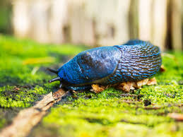 There are several nonchemical steps to combat slugs. Slugs In The House Here S 10 Ways To Get Rid Of Slugs