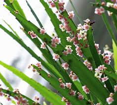 Image result for Phyllanthus ovalifolius
