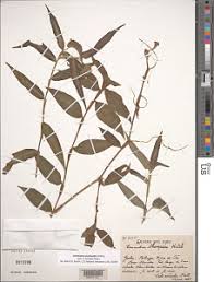 Image result for Coleotrype laurentii