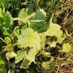 Image result for Pavonia burchellii