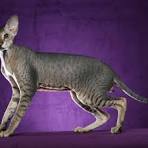 Peterbald Breeders