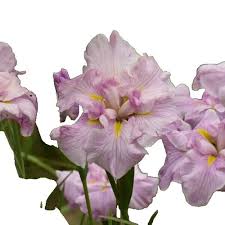 Image result for Stomatostemma monteiroae