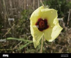 Image result for Hibiscus diversifolius