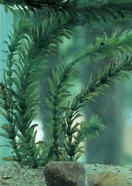 Image result for Elodea