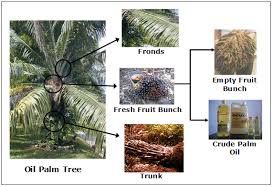 According to environmental concerns and financial problems, natural fibers have become interesting and fascinating nowadays to be used as an industrial material and structural material for rehabilitating of structures. Https Bioresources Cnr Ncsu Edu Resources Oil Palm Fibers As Papermaking Material Potentials And Challenges