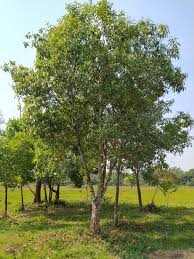 Image result for Ozoroa