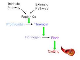 Heparin Mechanism Of Action Study Com