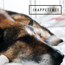 Persistent pain or pressure in the chest. 15 Signs A Dog Is Dying What To Do When Your Dog S Health Declines Pethelpful