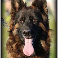 German shepherd puppies for sale in pa, as well as indiana. Cleveland German Shepherds Home Facebook