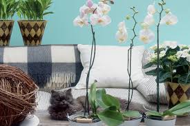Check spelling or type a new query. Growing Indoor Plants New Zealand Handyman Magazine