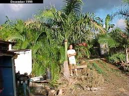 Image result for Roystonea oleracea