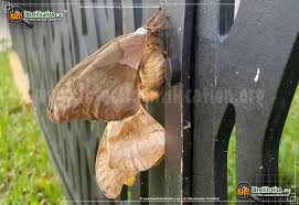 Also, some have stinging spines (cecropias and polyphemus don't, but buck moth and io moth caterpillars do, and the spines can cause painful irritations on your skin). Polyphemus Moth Antheraea Polyphemus