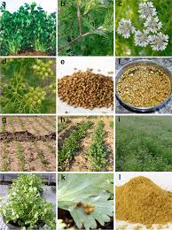 Image result for Coriandrum