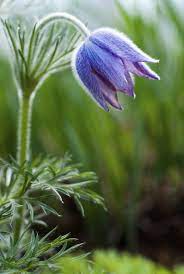 The Pasque Flower Dane S Blood The Listing Magazine