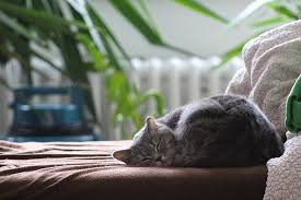 The fact that it lies down in this manner means that it feels there isn't any danger or reason to be afraid. Your Cat S Sleeping Position Can Tell You What They Re Thinking