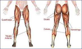 A free body diagram, sometimes called a force diagram, is a pictorial device, often a rough working sketch, used by engineers and physicists to analyze the forces and moments acting on a body. Lower Body Muscle Groups Body Training And Exercise