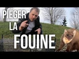 Comment Installer Un Piege A Fouine Youtube