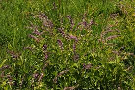 Image result for Orthosiphon schimperi