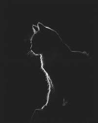 Silhouette Of A Cat Photo By Gabriel Guerrero Caroca Via Instagram Shriveling Bnw Blackandwhite Schwarzweiss Noiretblanc S Hayvanlar Hayvan Kedi