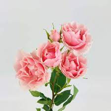 Check spelling or type a new query. Spray Rose Light Pink Wholesale Bulk Flowers Cascade Floral