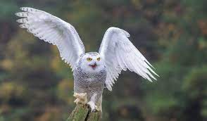Unduh gratis 4.000 gambar burung hantu untuk tiap keperluan desainmu. 10 Ciri Dan Fakta Menarik Tentang Burung Hantu Putih Burungnya Com