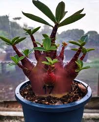 Image result for Erucastrum arabicum