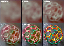 Stages Of Eye Development And Vision From A Newborn Baby