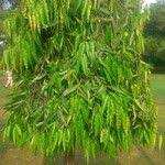 Image result for Monoon longifolium