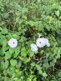 Image result for Ipomoea vernalis