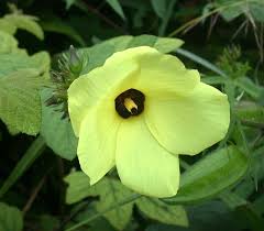 Image result for Abelmoschus