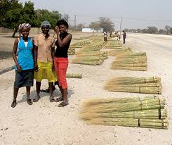 Image result for Eragrostis pallens