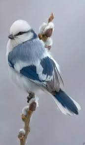 Small Bird With White Ring Around Neck Https Www Facebook Com Beautifullightscandle Photos A 1391742007742251 2213728222210288 Type 3 Theater Animals Beautiful Pet Birds Beautiful Birds