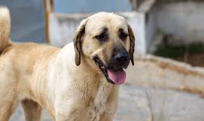 Kangal Dog Complete Breed Guide Temperament Lifespan And Facts All Things Dogs In 2020 Kangal Dog Dog Shots Dog Boarding Near Me