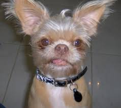Shih Tzu Chihuahua Mix Black And Brown June Reader Pet Photos Shih Tzu Pets Animal Photo