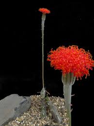 Image result for Kleinia mweroensis