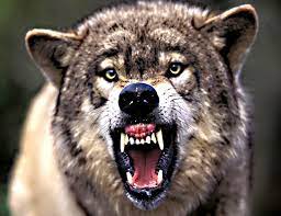 Jaguar (national mammal) panthera onca: Wolf The National Animal Of Italy