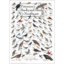 Peterson S Backyard Birds Of The Northeast Poster Backyard Birds California Poster Bird Identification